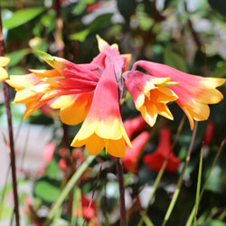 Blandfordia grandiflora